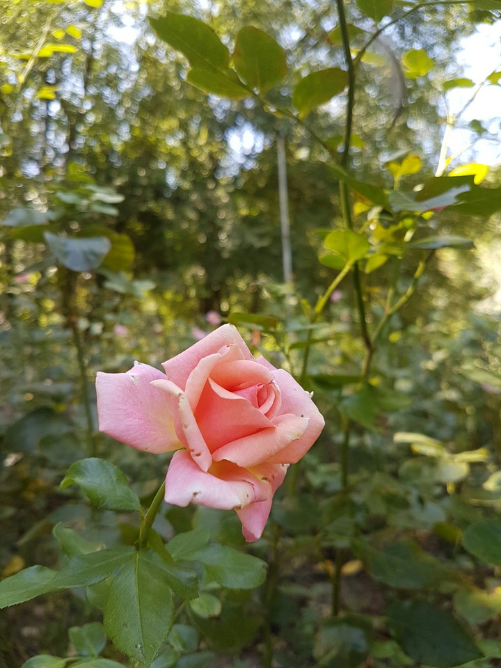rose