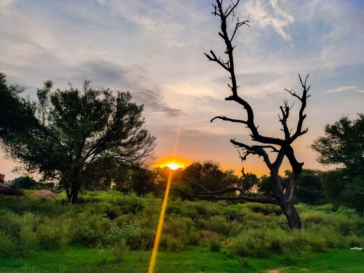 nature