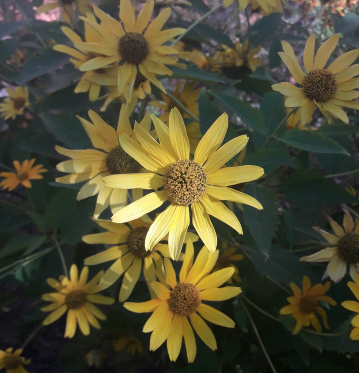 sunflower