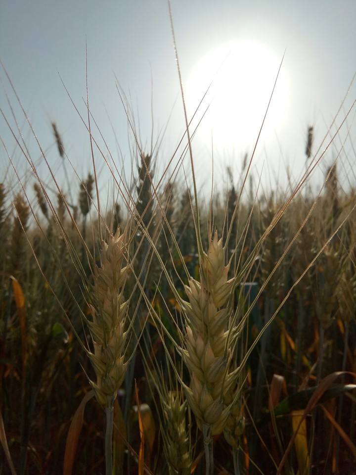 field