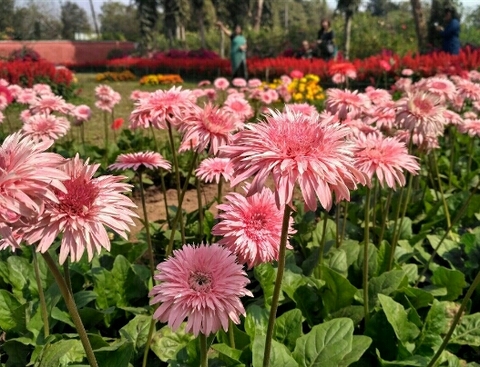 шпалери chrysanths, coneflower