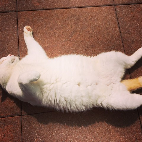 cat-chill-time