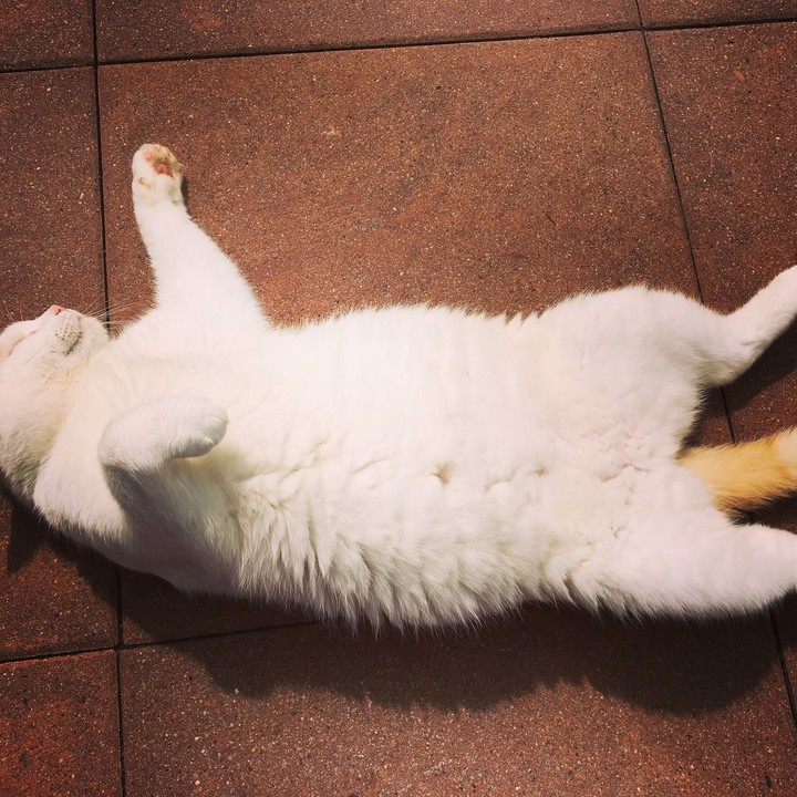 cat-chill-time