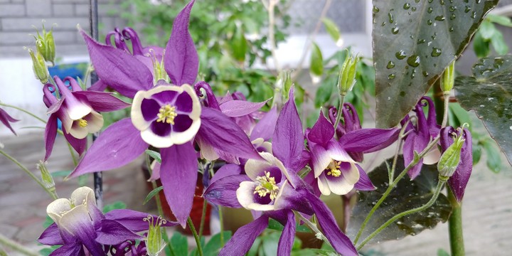 FLOWER