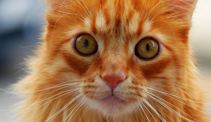 Red-headed cat