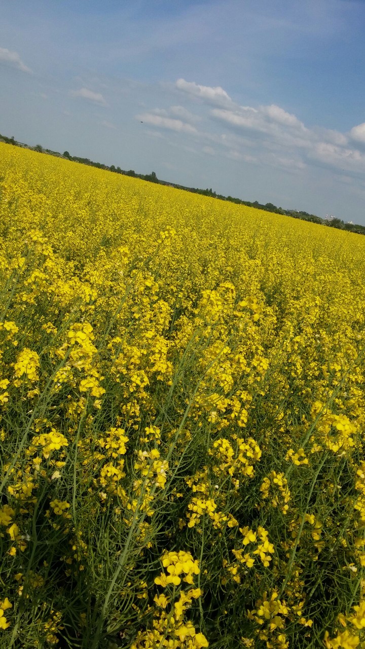 colza