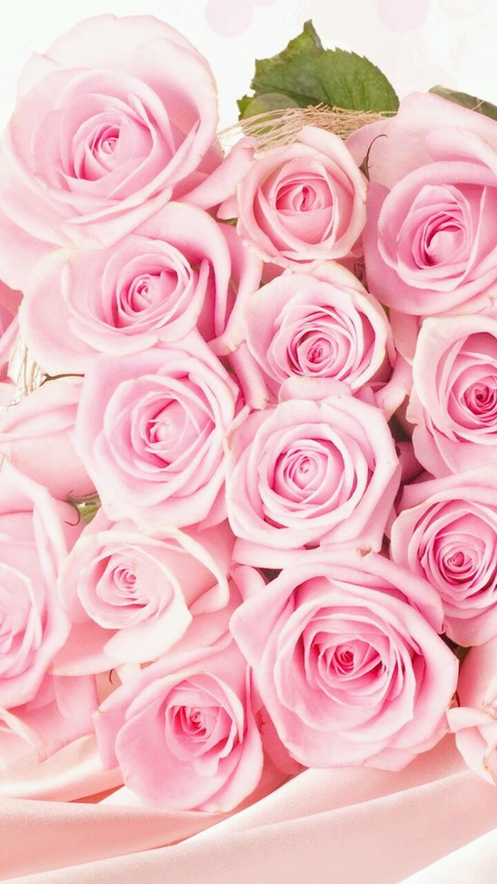 Rose..
