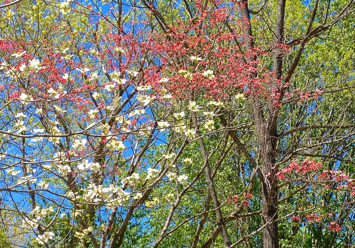 dogwoods