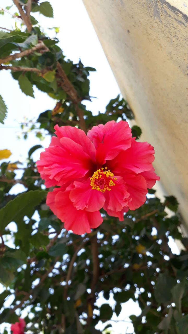 red flowers