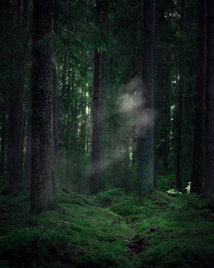 forest
