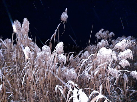 Cold winter night