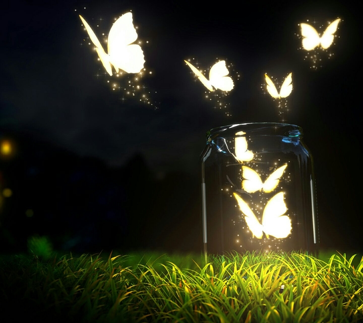 Butterfly