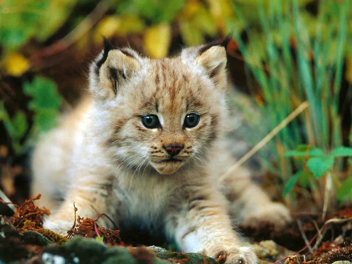 Cutie