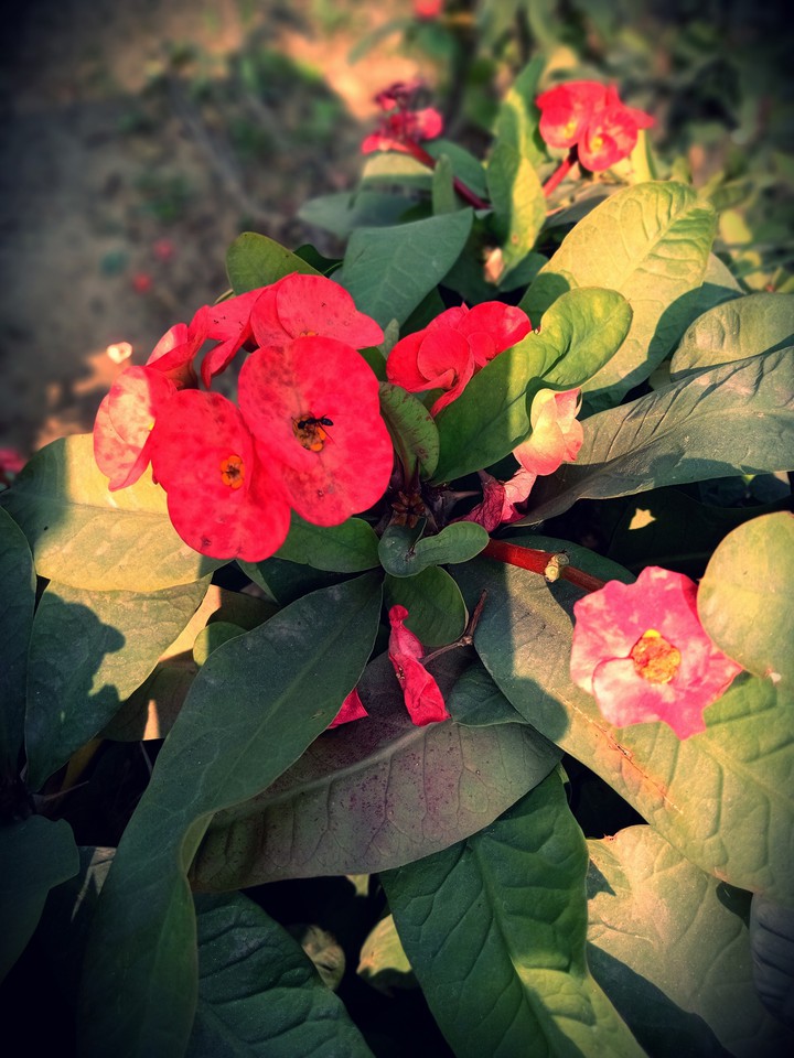 Shades of nature