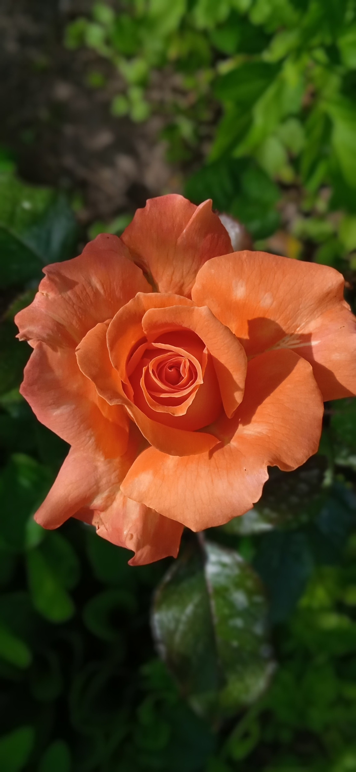 my roses