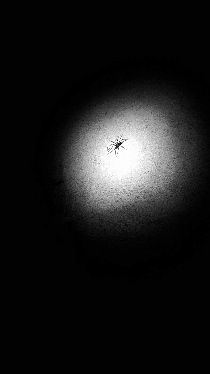 big spider