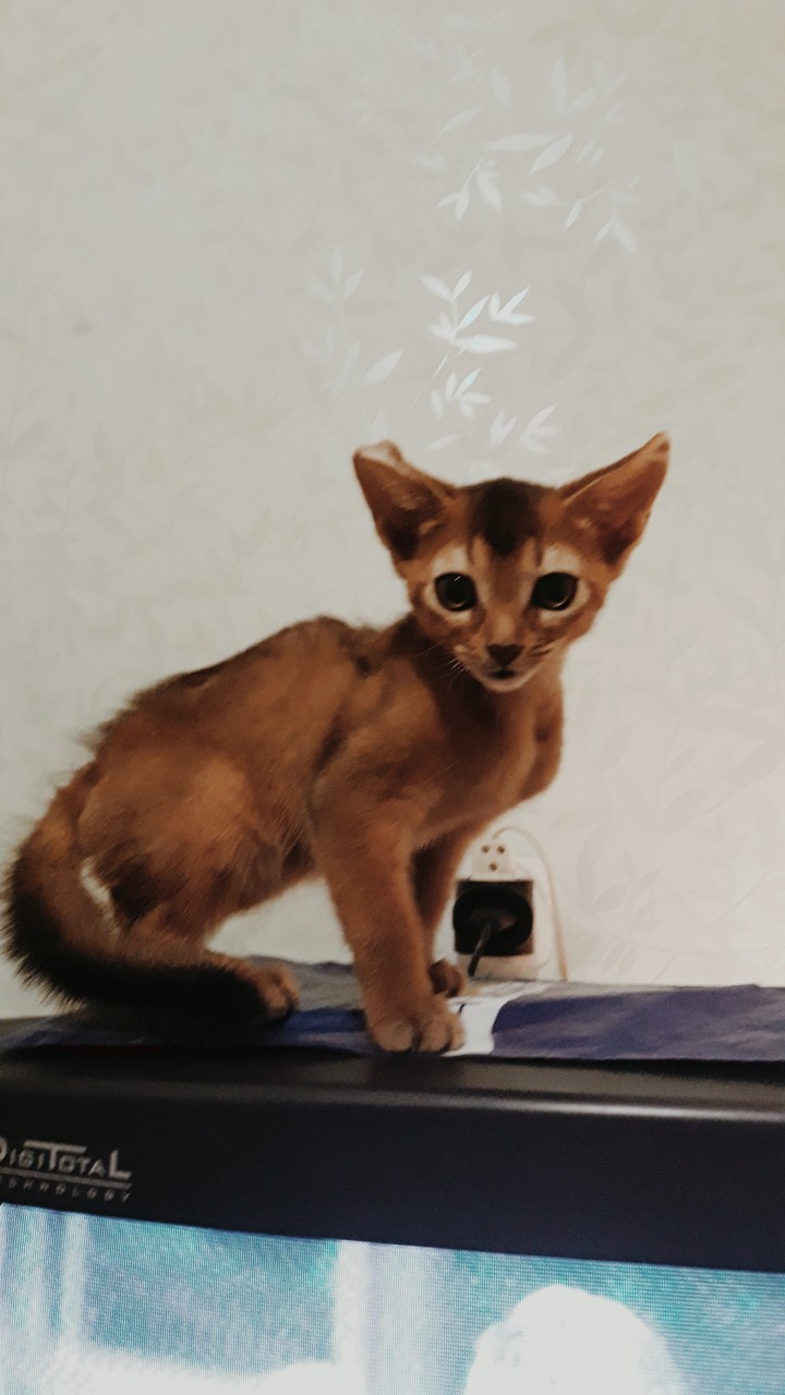 Котенок