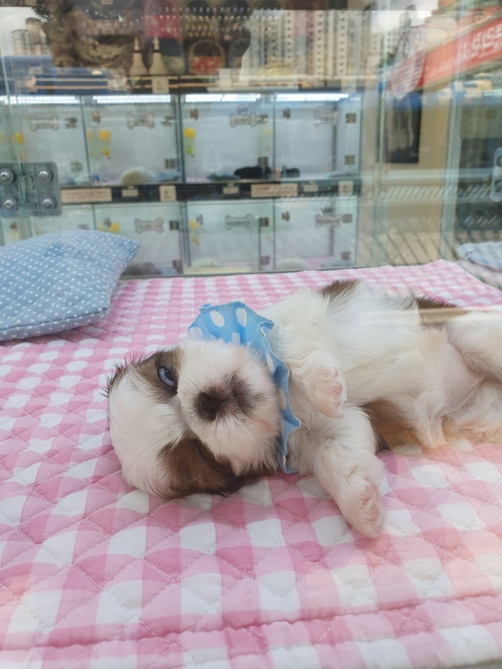 Shih Tzu