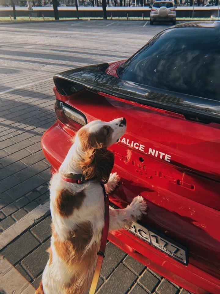 Dog and Camaro