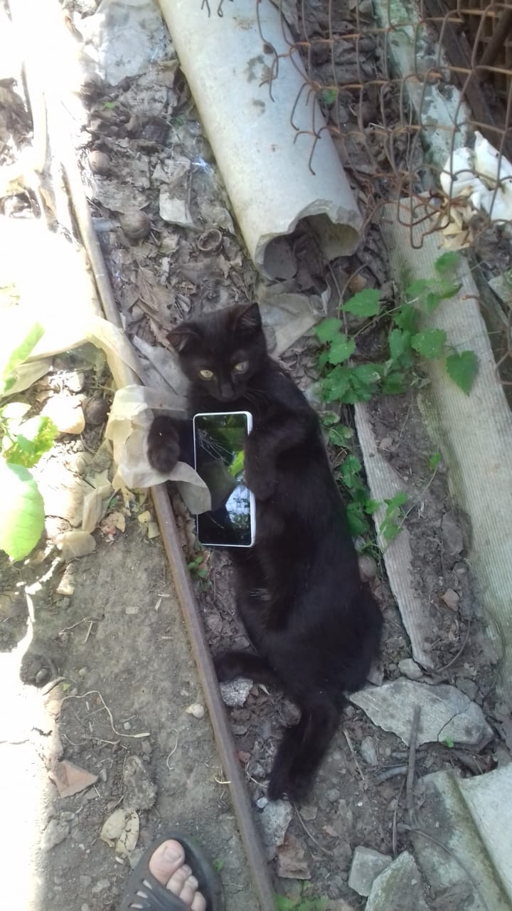 #кот #cat