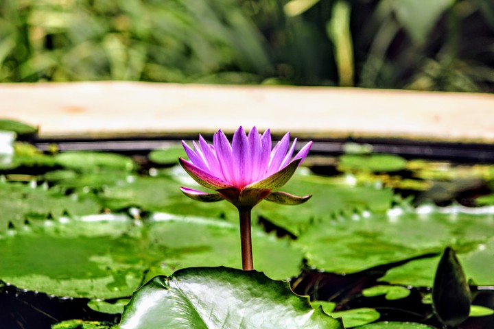 lotus