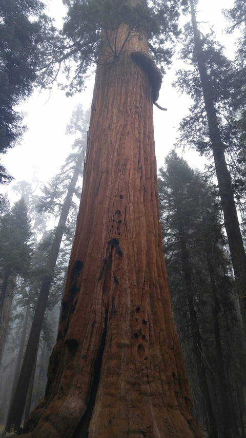 Sequoia tree