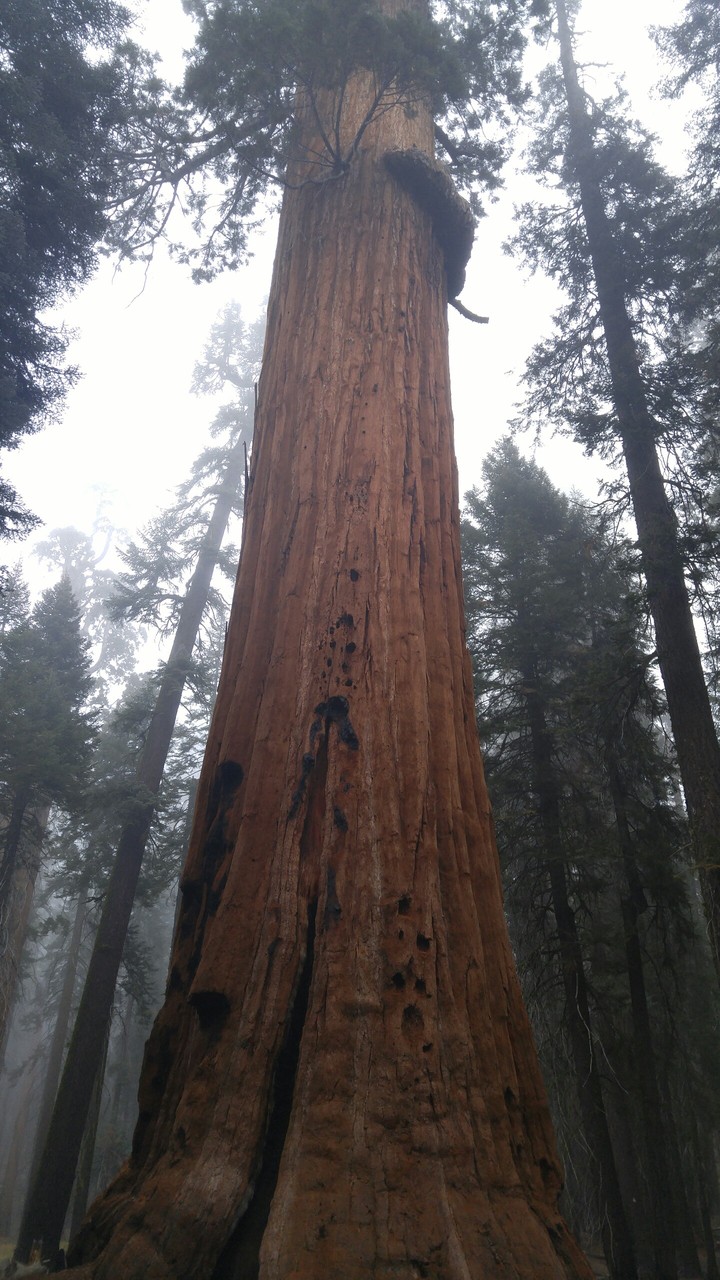 Sequoia tree