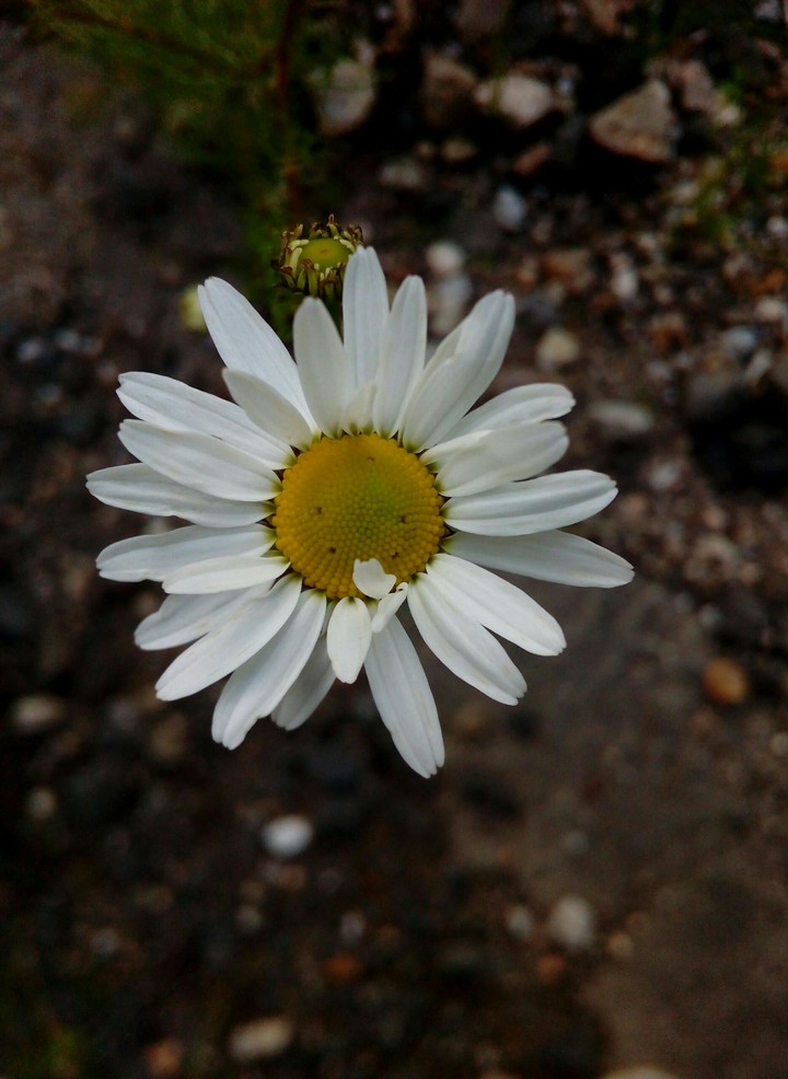 Daisy