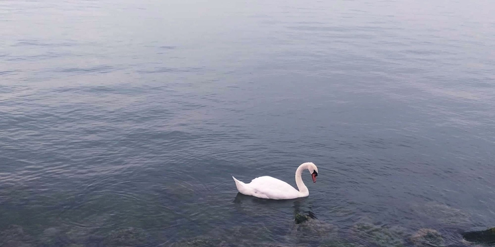 Swan
