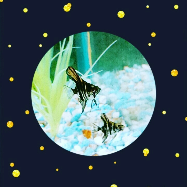 angel fish