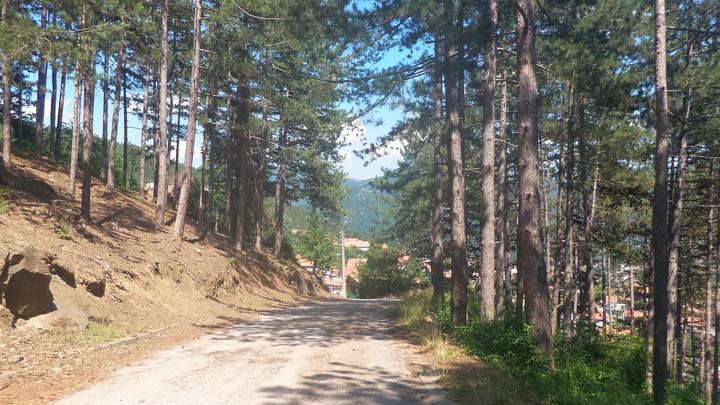 in the forest