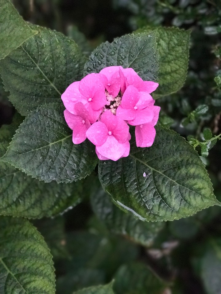 pink flower