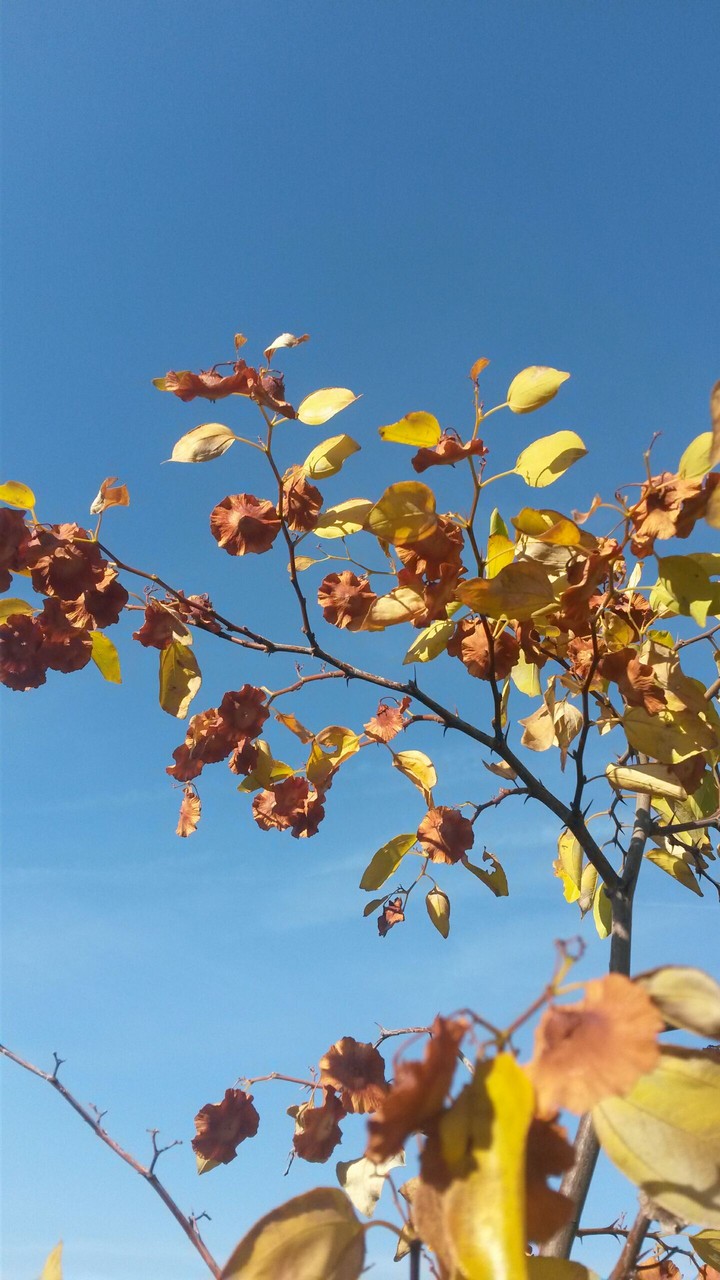 plant