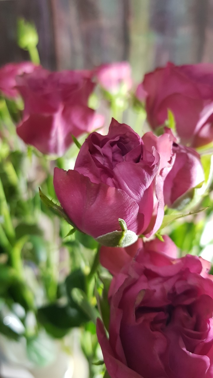 Roses