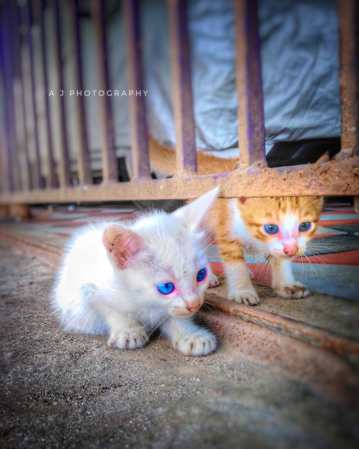 cat ?