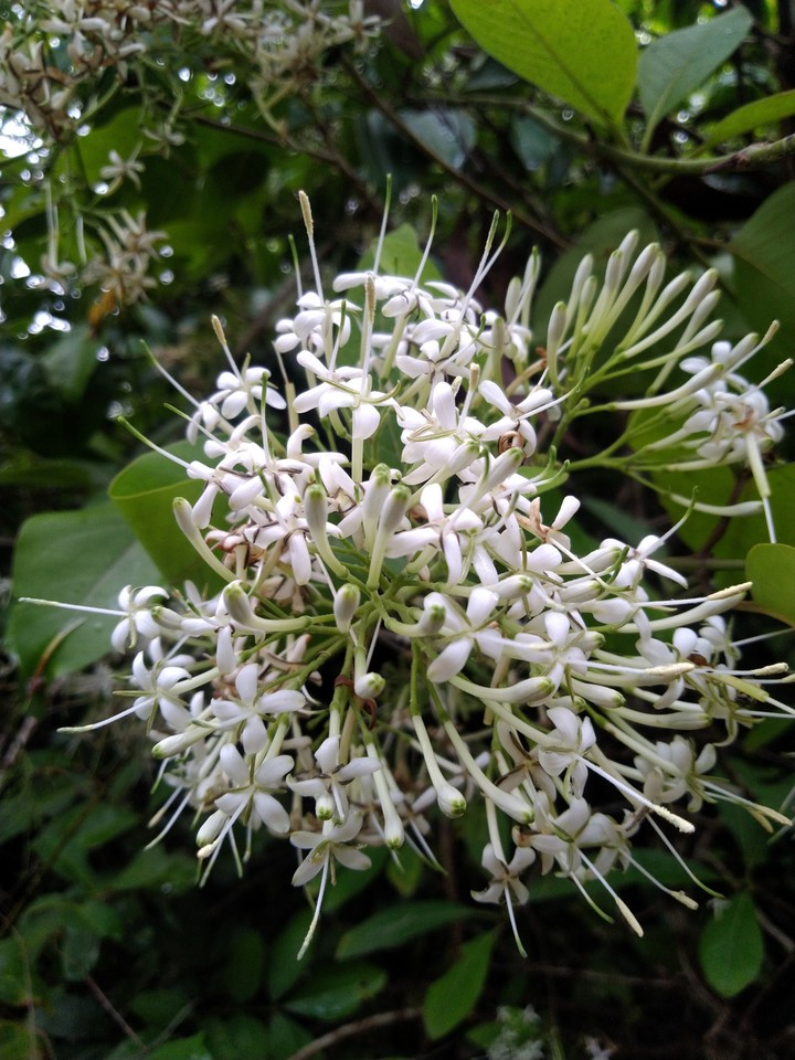 forest flowers