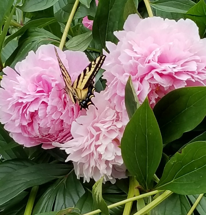 Peonies 2017