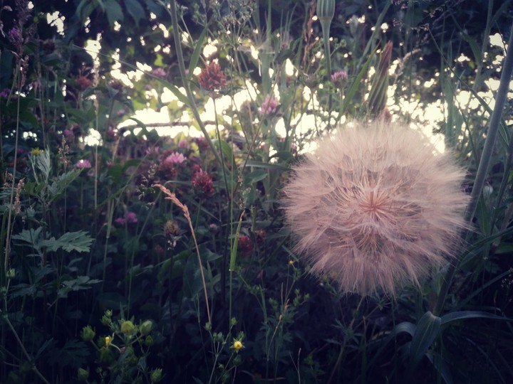 giant pompom