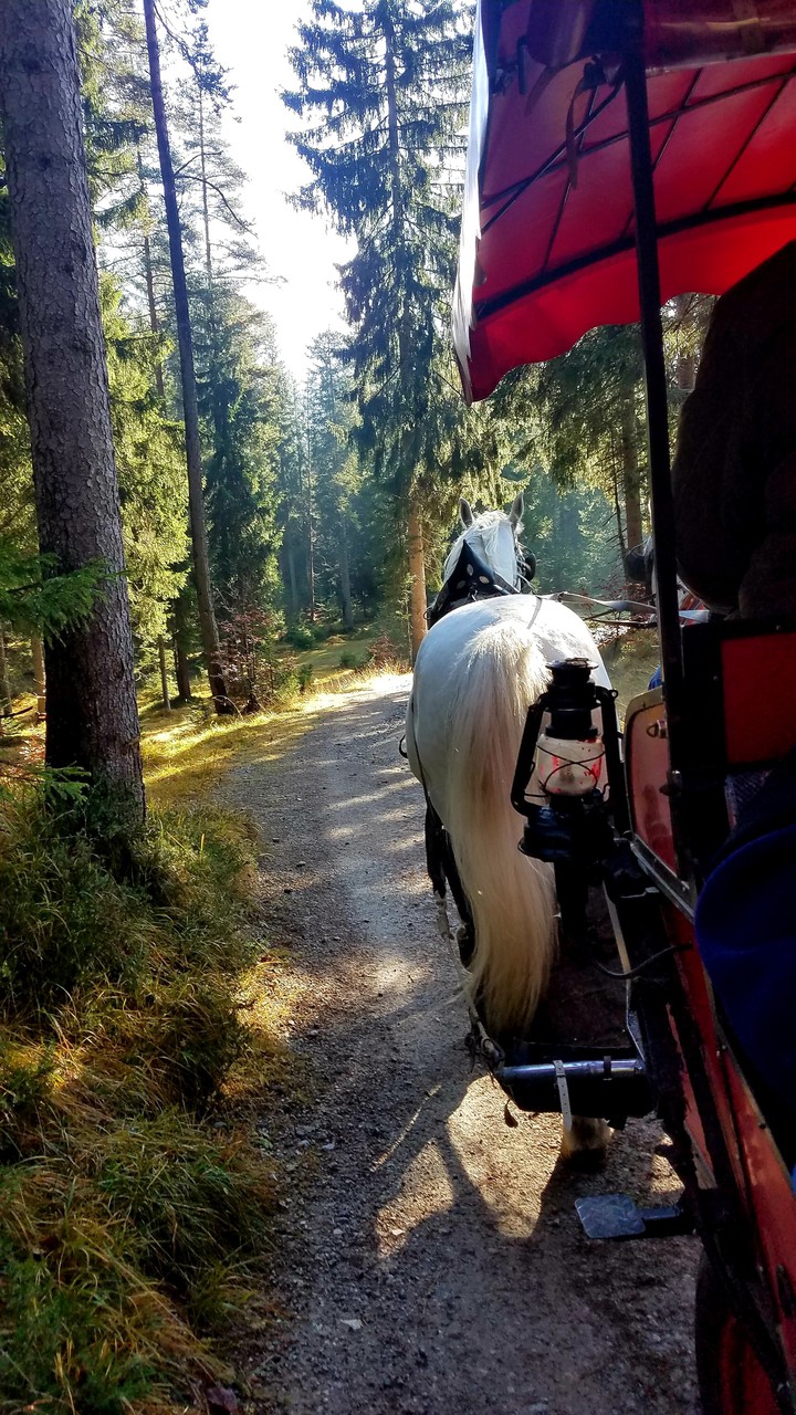 horse drawn buggy