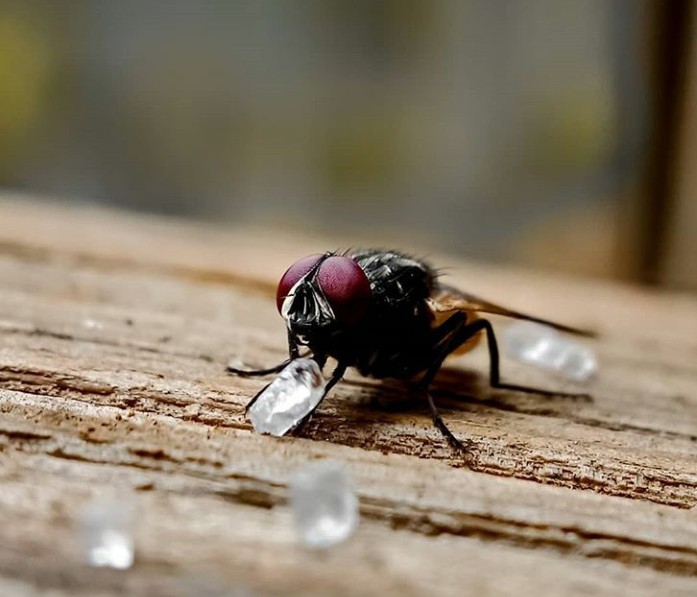 fly