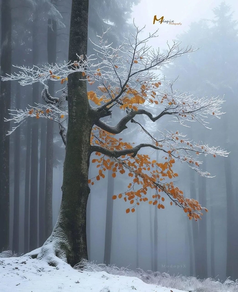 freezing, twig Hintergrundbilder