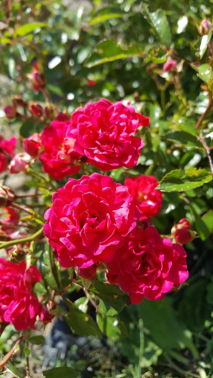 roses