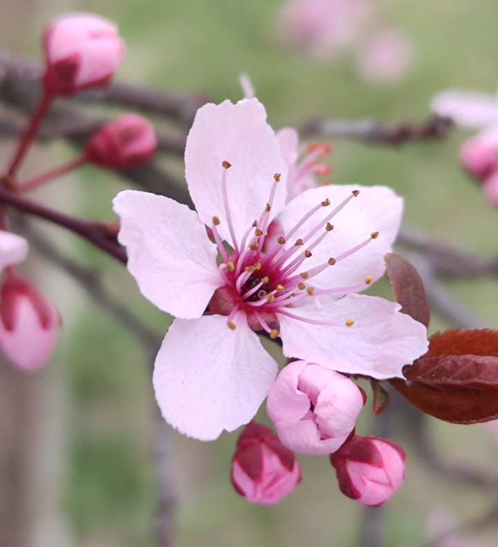 Spring