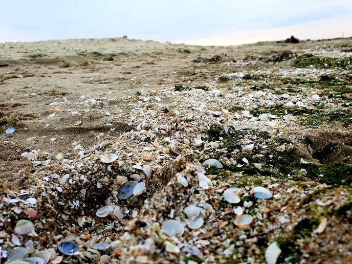 baltic shells