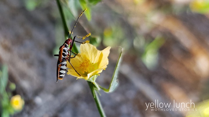 yellow lunch