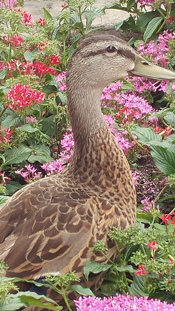 feathered friend