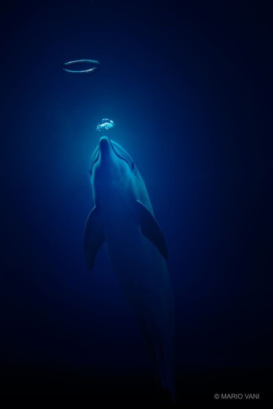 Dolphin