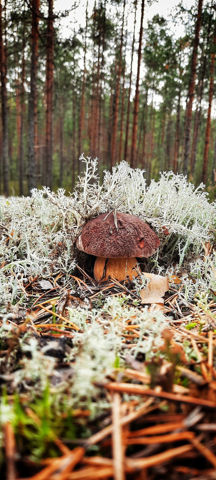 гриб