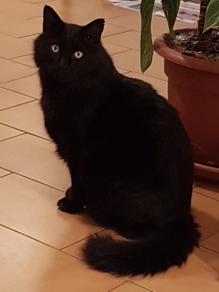 spillo