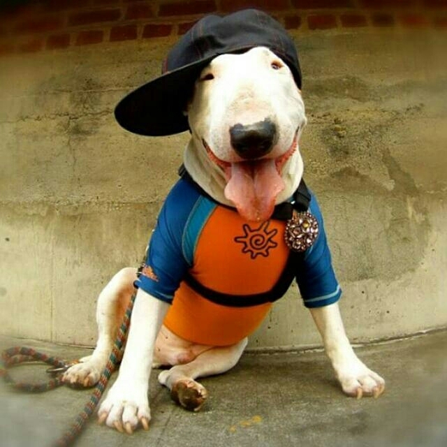 BULL TERRIER